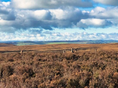 Blacka Moor Nature Reserve 15
