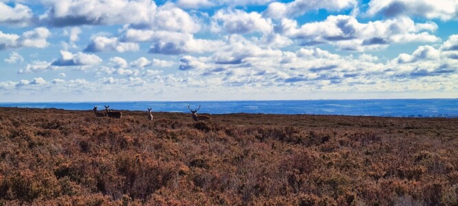 Blacka Moor Nature Reserve 14