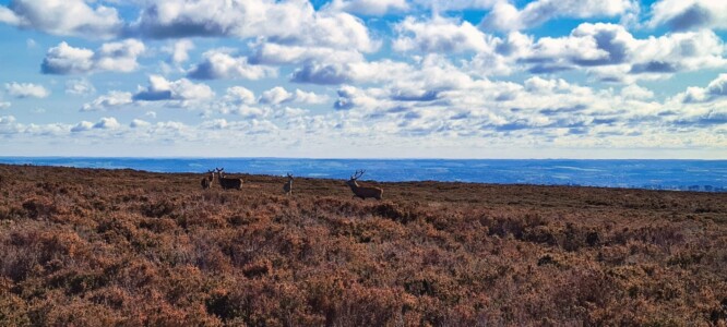 Blacka Moor Nature Reserve 8