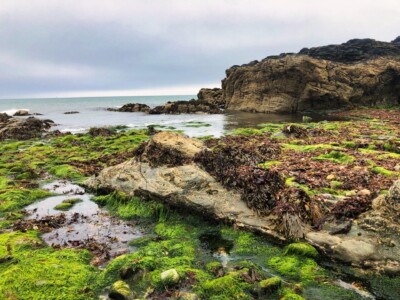 Cemlyn Nature Reserve 4