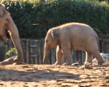 Chester Zoo 9