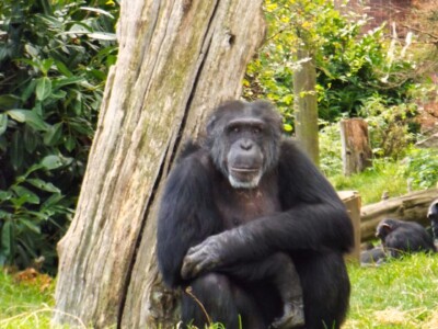 Chester Zoo 6