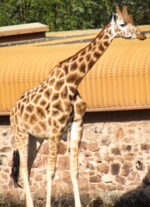 Chester Zoo 7
