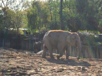 Chester Zoo 3