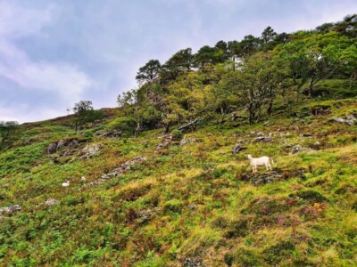 Craflwyn and Beddgelert 7