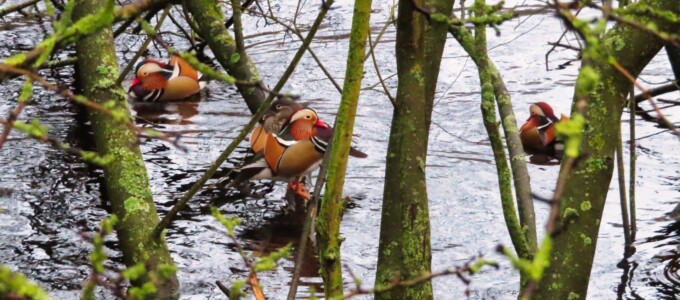Damflask Reservoir 12