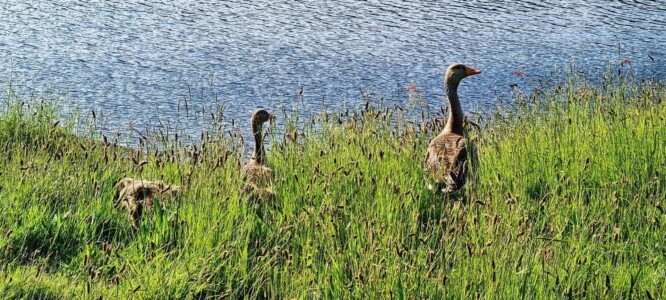 Damflask Reservoir 1