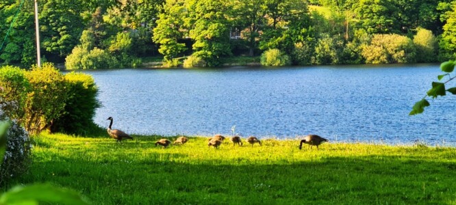 Damflask Reservoir 5