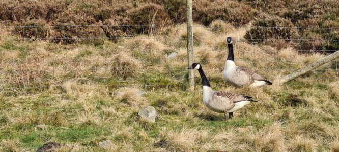 Derwent Reservoir 18