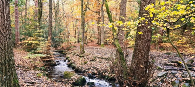 Ecclesall Woods 8