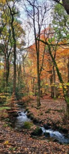 Ecclesall Woods 13