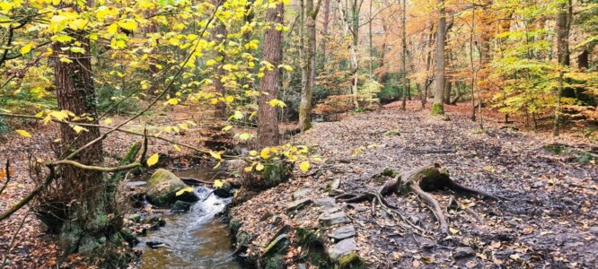 Ecclesall Woods 4