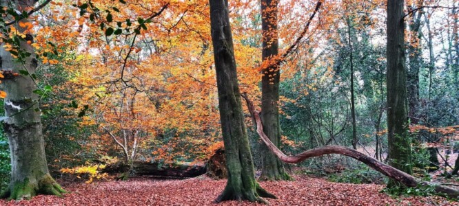 Ecclesall Woods 9