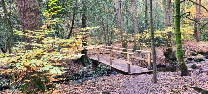 Ecclesall Woods 11