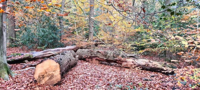 Ecclesall Woods 3