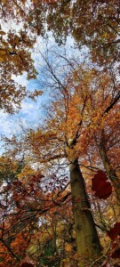 Ecclesall Woods 5