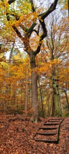 Ecclesall Woods 10