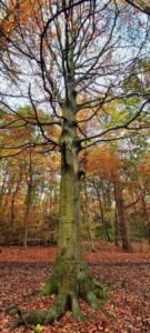 Ecclesall Woods 1