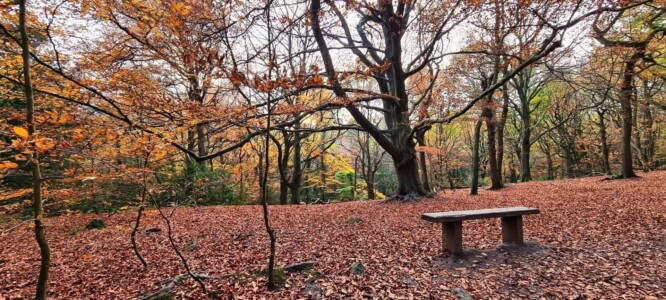 Ecclesall Woods 2