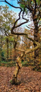 Ecclesall Woods 6