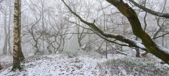 Greno Wood 2