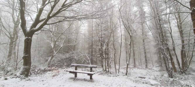 Greno Wood 8