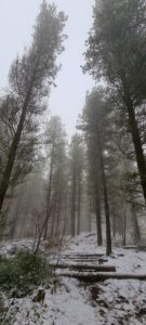 Greno Wood 10