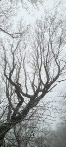 Greno Wood 2