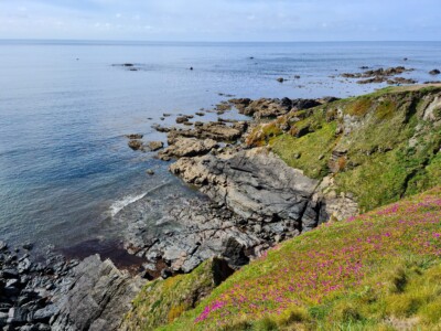 Lizard Point 9
