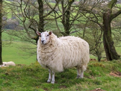 Mam Tor Circular Walk 32