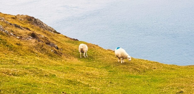 Mynydd Anelog 11