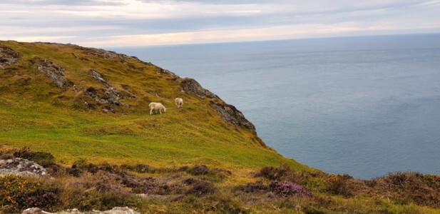 Mynydd Anelog 1
