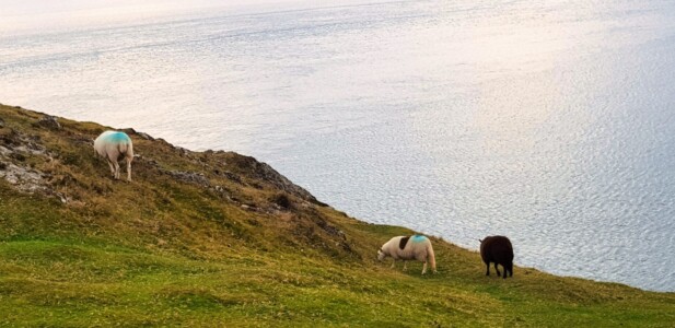 Mynydd Anelog 7