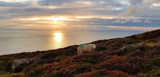 Mynydd Anelog 6