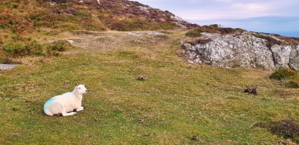 Mynydd Anelog 21