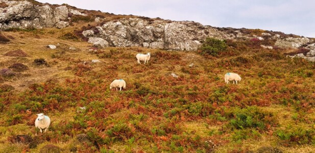Mynydd Anelog 15