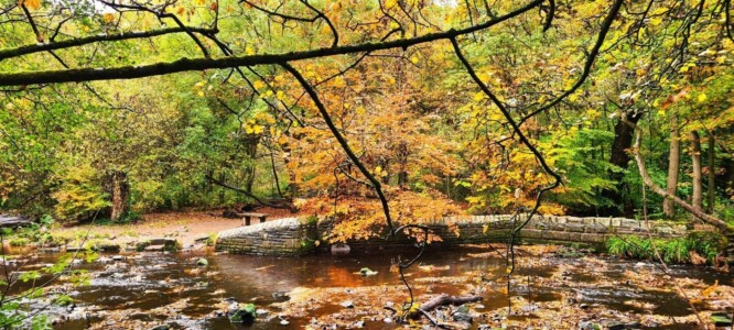 Rivelin Valley Nature Trail 4