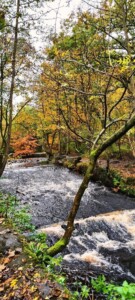 Rivelin Valley Nature Trail 2