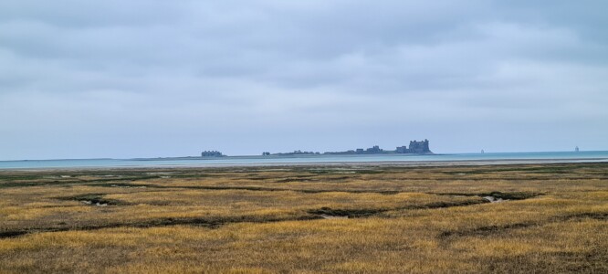 South Walney Nature Reserve 31