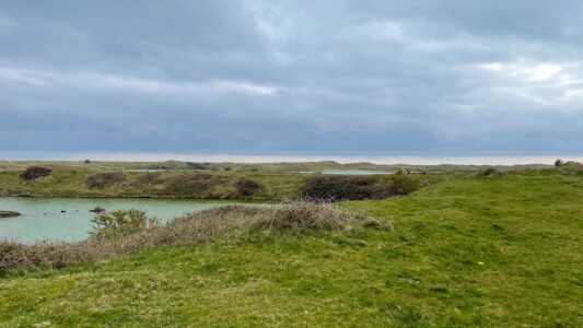 South Walney Nature Reserve 18