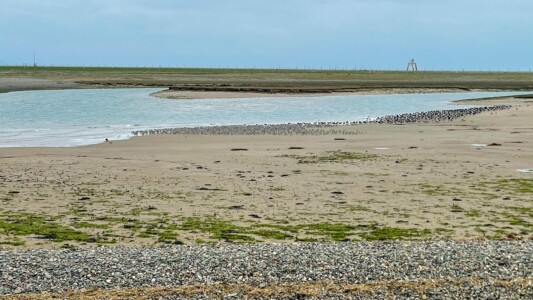 South Walney Nature Reserve 17