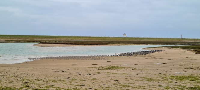 South Walney Nature Reserve 6