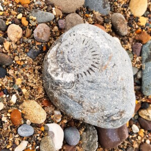 Spurn 47
