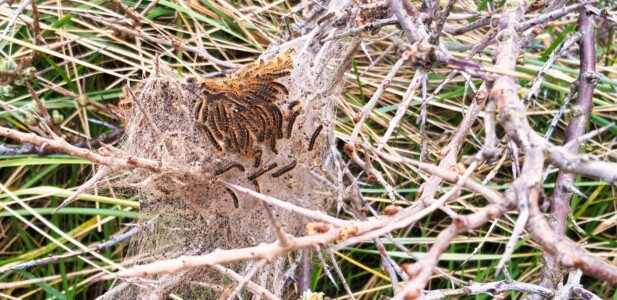 Spurn 51