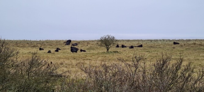 Spurn 11