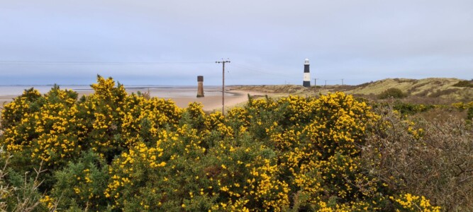 Spurn 41
