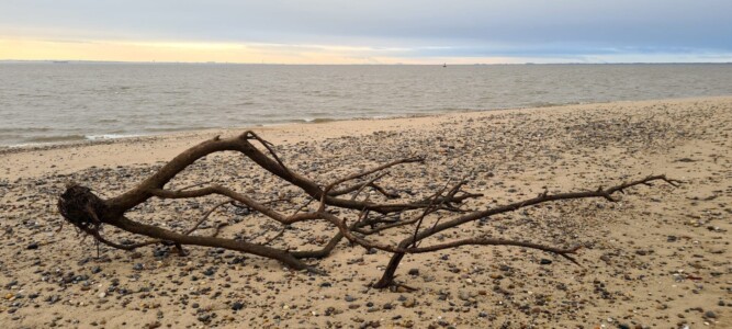 Spurn 40