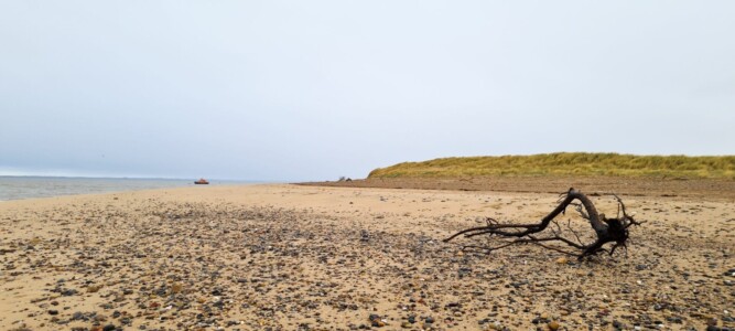 Spurn 52