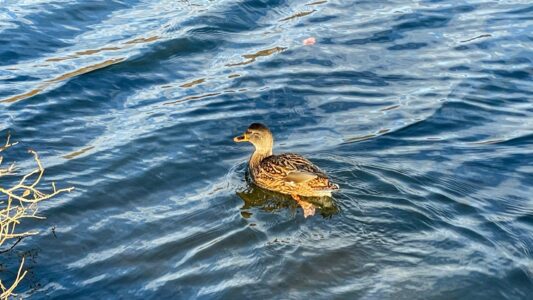 Upper Linacre Reservoir 16
