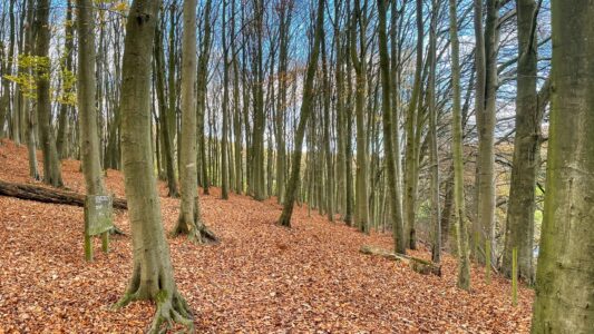 Upper Linacre Reservoir 21